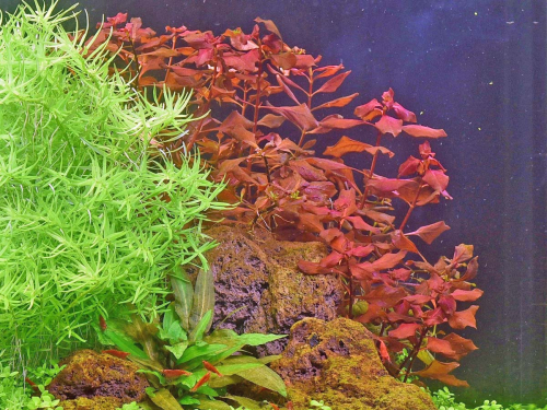 Kleine tiefrote Ludwigie - Ludwigia sp. mini Red